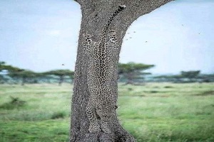 The best single & multi days Tanzania safari Tours | Kizza Adventures