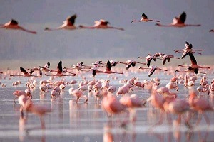 1 Day Safari from Zanzibar | Safari from Zanzibar 1 Day |  Day Safari from Zanzibar |  | 2024 | 2025 | Kizza Adventures