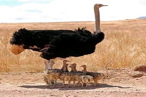 The best single & multi days Tanzania safari Tours | Kizza Adventures