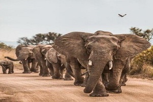 The best single & multi days Tanzania safari Tours | Kizza Adventures
