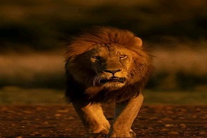 The best single & multi days Tanzania safari Tours | Kizza Adventures