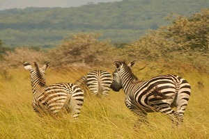 8 Days Arusha-Lake Manyara-Serengeti-Ngorongoro Crater & Tarangire | Kizza Adventures