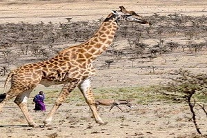 The best single & multi days Tanzania safari Tours | Kizza Adventures
