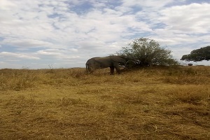 The best single & multi days Tanzania safari Tours | Kizza Adventures