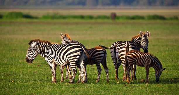 Safari