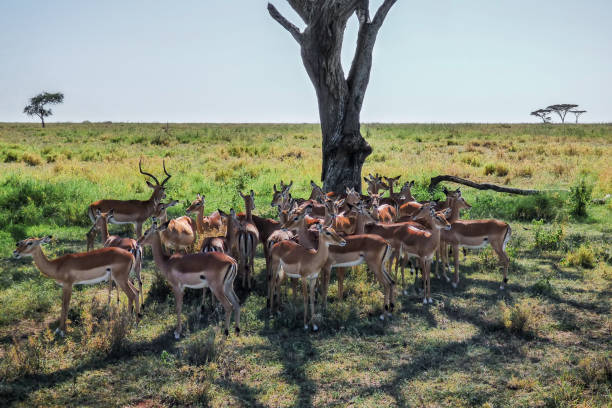 Safari