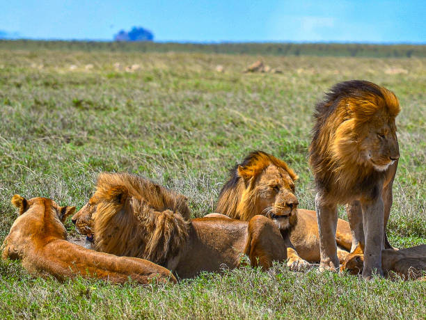 Mobile and Fly Camps Budget Safari