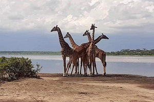 private tanzania safari tours | private Tanzania safari | Private Tanzania safari 2023 | private tanzania safari 2024 | 5 day private tanzania safari | 5 day private Tanzania safari 2023 | 5 Day Private Tanzania Safari Arusha, Tarangire, Serengeti, and Ngorongoro| 2023 | 2024 | 2025 | Kizza Adventures