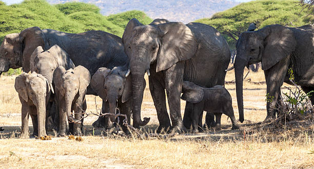 Lake Manyara tree-climbing lions