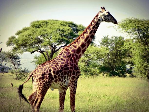 Serengeti Great Migration