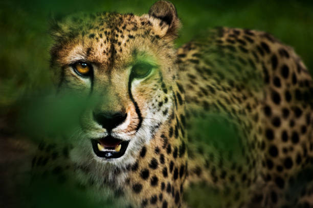 4-Day Serengeti Fly-In Luxury Safari