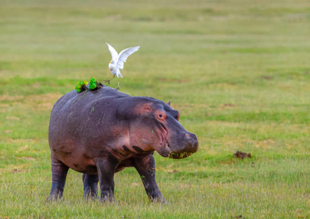 Best Time to Visit Tanzania