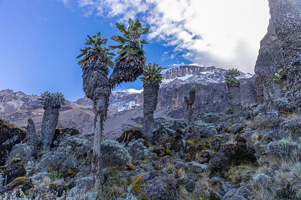 1 Day Kilimanjaro Rainforest Day Hike Private Tour