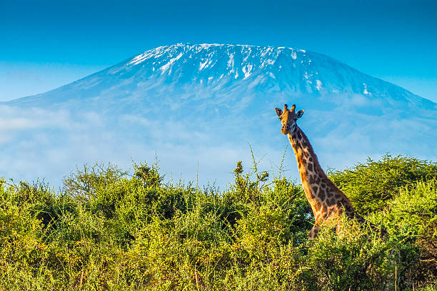 Shira Route 7-Day Kilimanjaro Climb