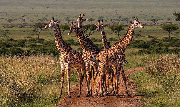 6-Day Serengeti Fly-In Safari