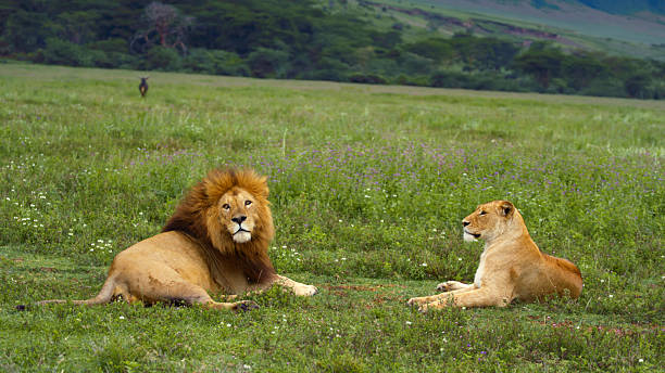 3 Days Budget Camping Safari