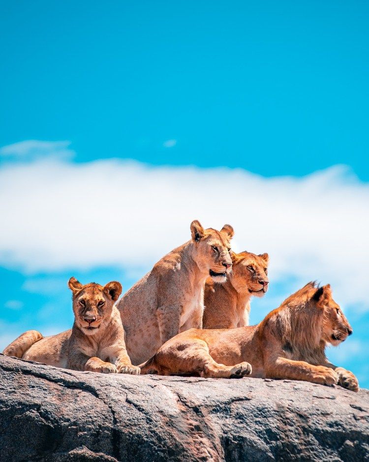 Serengeti Luxury Safari Experience