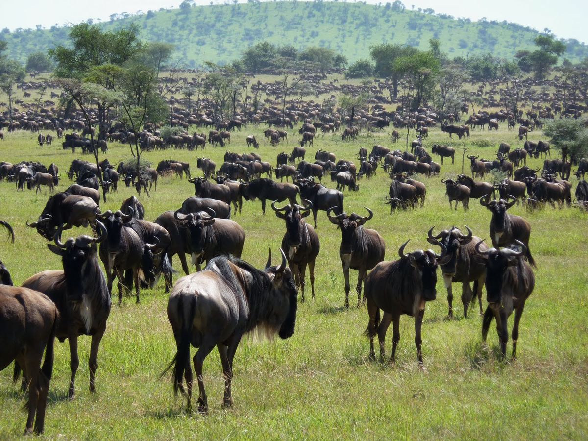 5-Day Serengeti Fly-In Luxury Safari