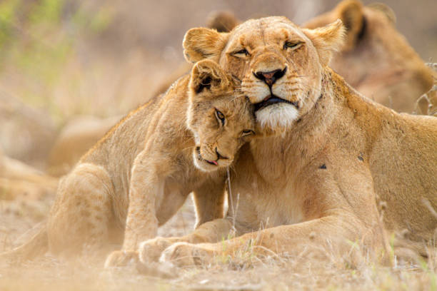 Luxury Safari Experience