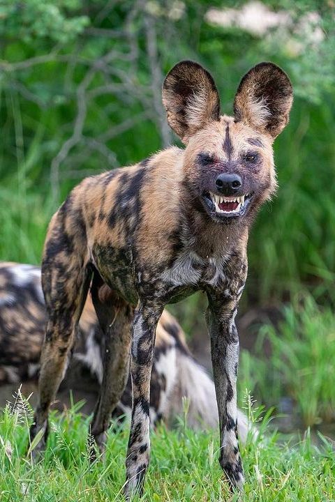 Wild Dogs