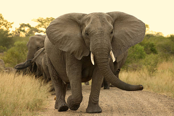 Elephants