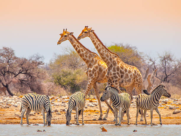 Giraffes & Zebras