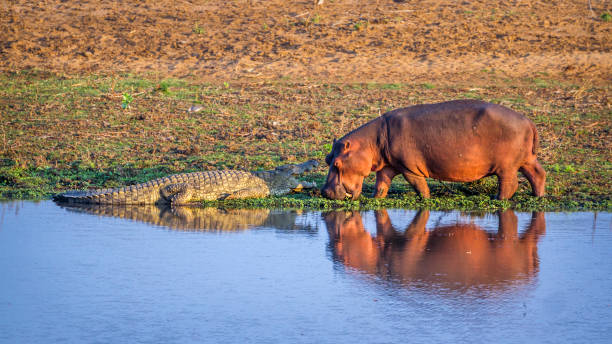 Hippos & Crocodiles