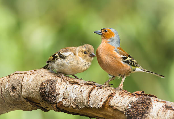 Birdlife