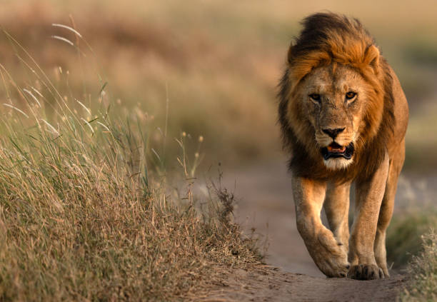 6-Day Serengeti Fly-In Safari