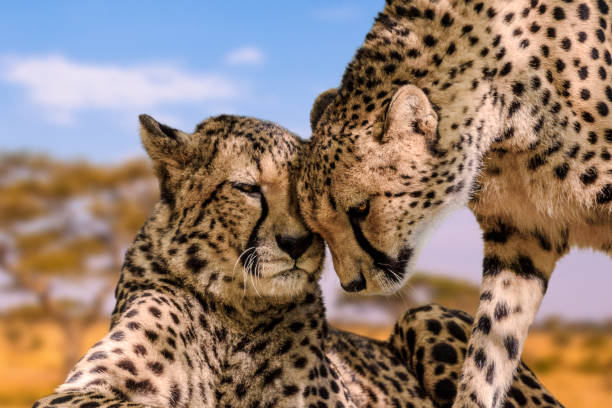 Unforgettable Luxury Safaris