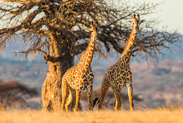 6 Days Mid-Range Safari