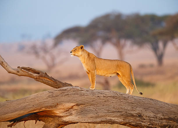 5 Days Mid-Range Safari