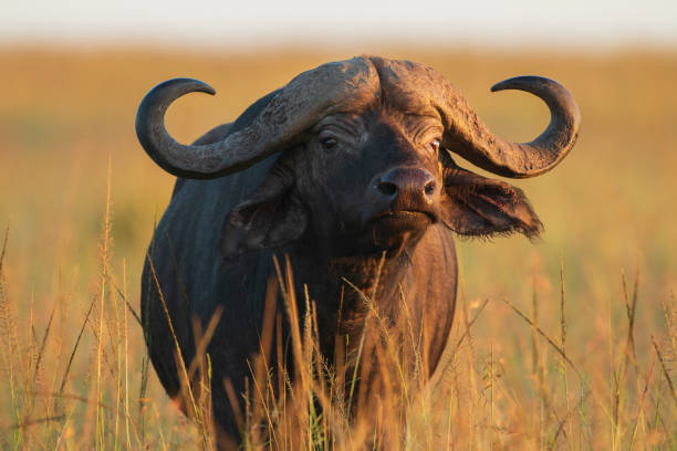 3 Days Mid-Range Safari