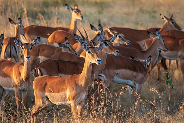 2 Days Mid-Range Safari