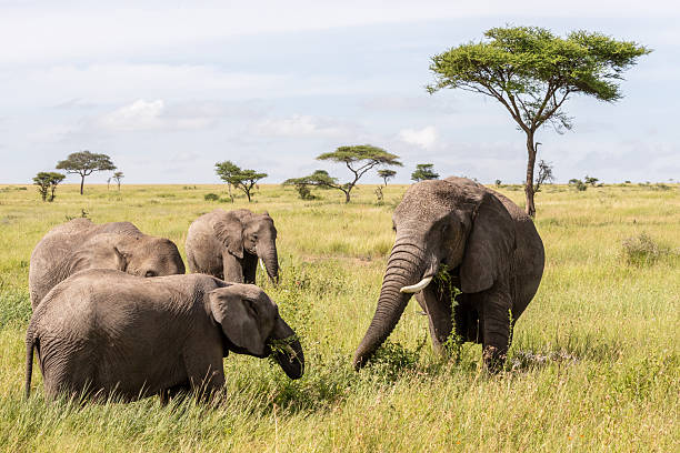 5-Day Serengeti Budget Safari