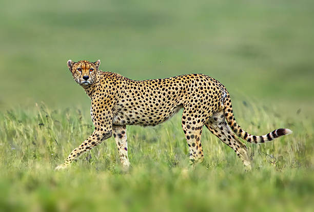 5 Days Group Safari