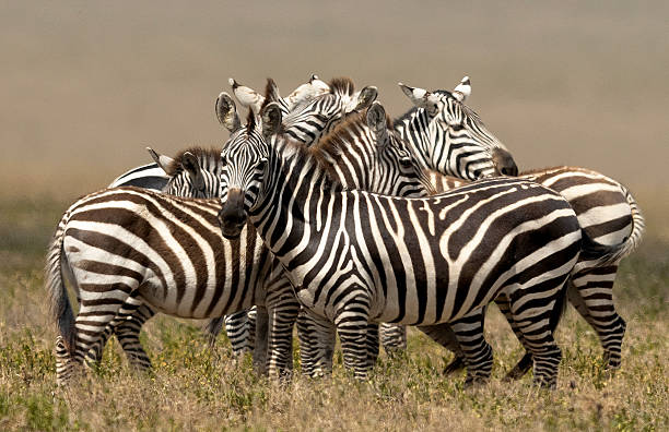 7-Day Premium Lodge Safari