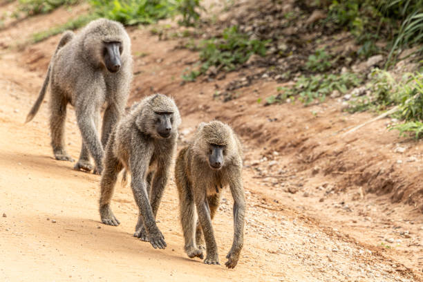 8-Day Luxury Wilderness Safari
