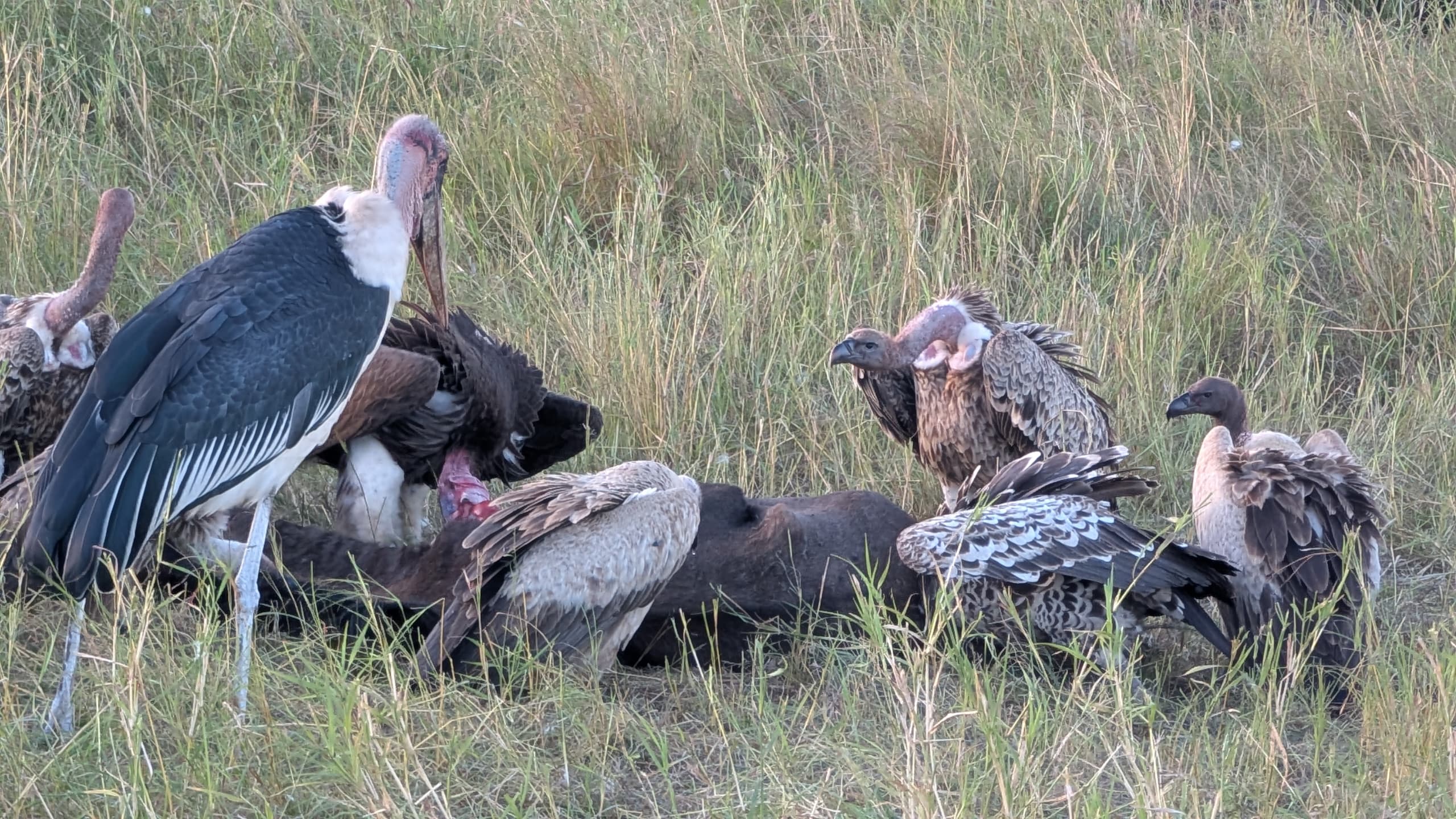 5-Day Luxury Fly-In Safari