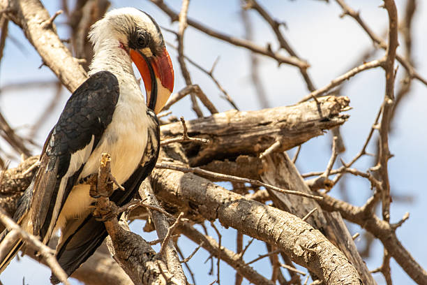 9-Day Grand Luxury Safari