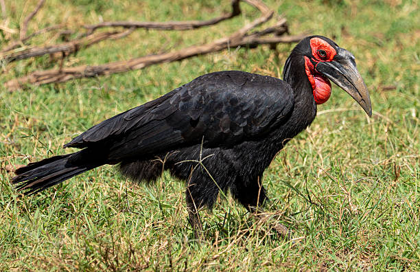 2-Day Budget Safari