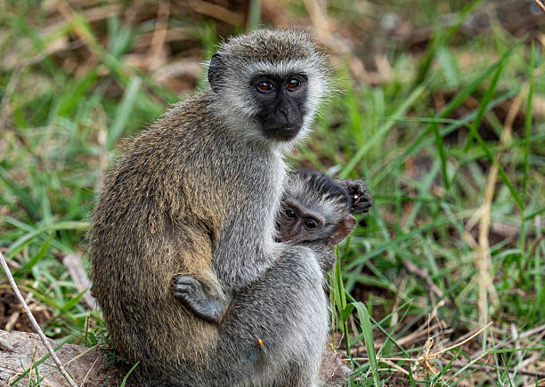 8-Day Budget Wildlife Safari