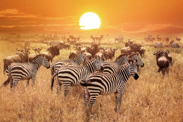 2-Day Group Joining Safari