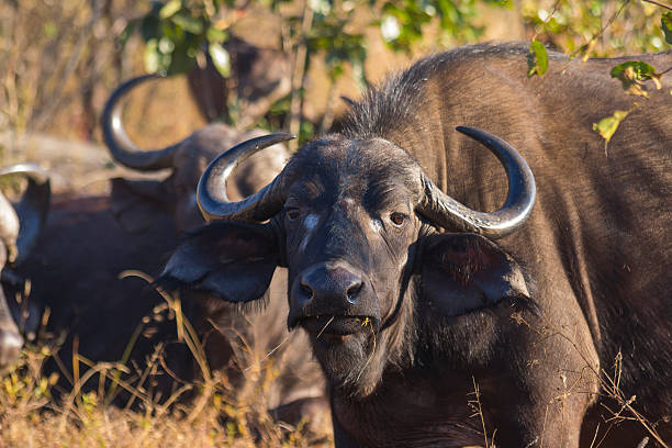 8 Days Mid-Range Safari