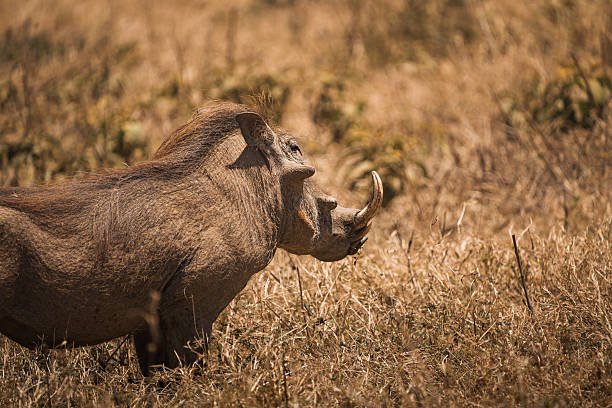 10 Days Mid-Range Safari
