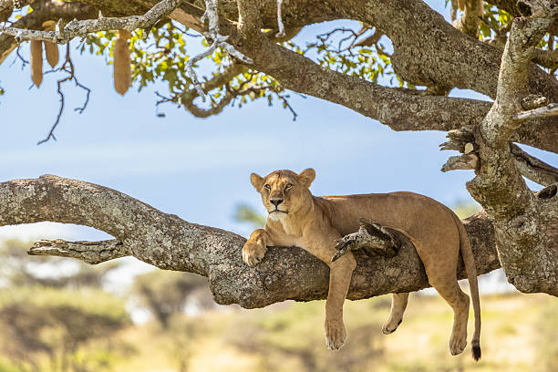 Serengeti National Park Tanzania