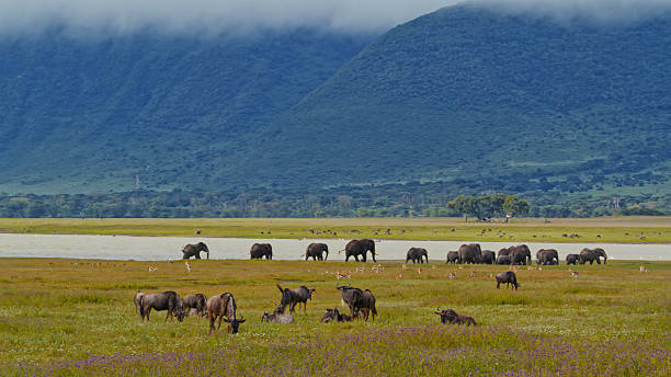 Ngorongoro Crater Tanzania