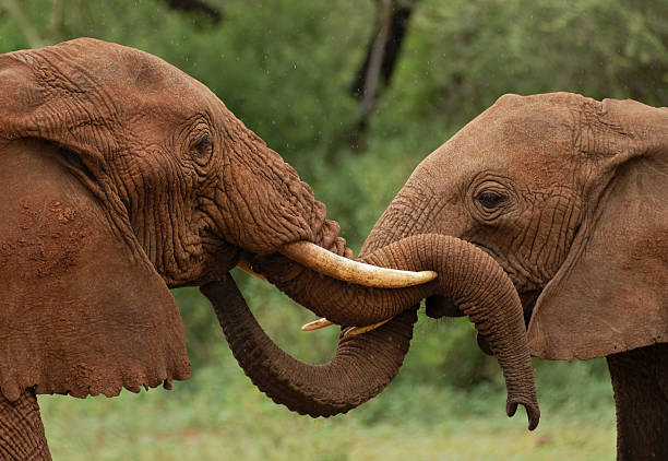 Tarangire NP Tanzania
