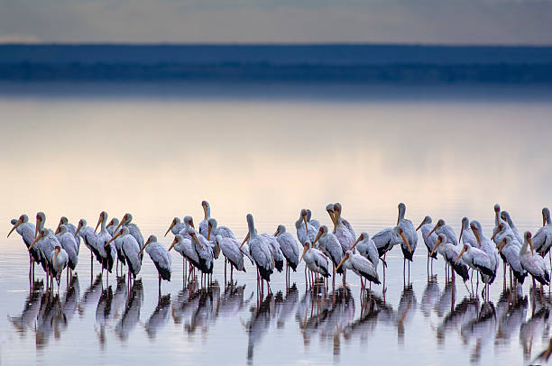 Lake Manyara NP Tanzania
