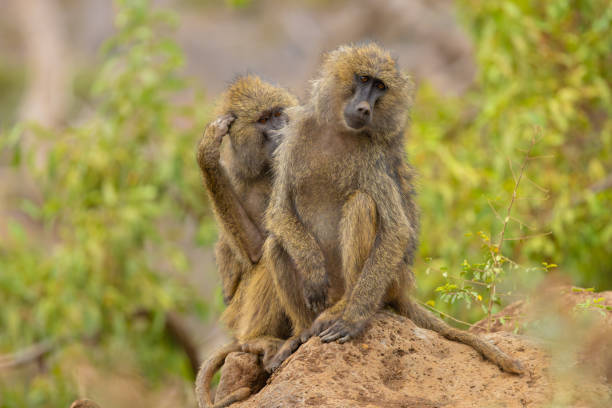 Arusha NP Tanzania